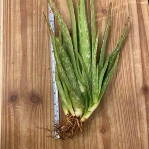 Organic Arizona Aloe Vera